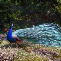 Принц :: Андроник Александр 