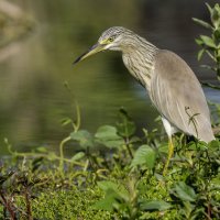 Жёлтая цапля. :: Alexander Amromin