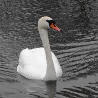 Лебеди :: Рита Симонова