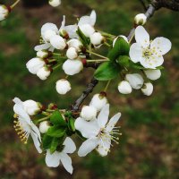 Апрельское цветение :: Рита Симонова