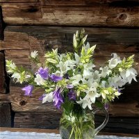 Цветы в кувшине! :: Нина Андронова