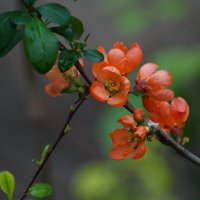 Пришло время цветения... :: Николай Саржанов