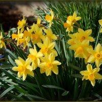 Зацвели первые нарциссы ... :: Валентина Надсон