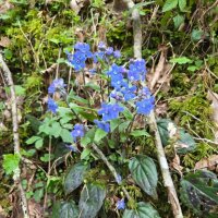 Пупочник каппадокийский :: Tata Wolf