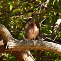 Горлица :: Олег 