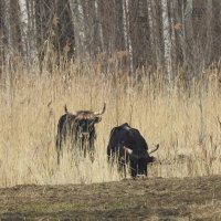 весенние зарисовки :: ИННА ПОРОХОВА