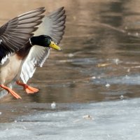 "Иду на посадку!" :: Владимир Безбородов