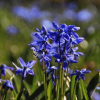 Брызги синих цветков распускает весна.. :: Татьян@ Ивановна