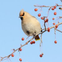 Свиристель :: Виктор Иванович Чернюк
