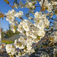 Весна, апрель :: Татьяна Пальчикова