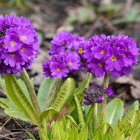 Первоцветы :: Татьяна Тюменка