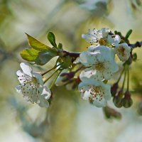 весна :: Олег 