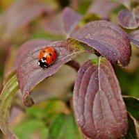 природа в деталях :: Олег 