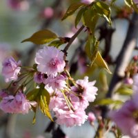 Апрель. Сакура :: Павленко Михаил 