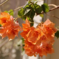 Бугенвиллия оранж. :: Ирина 