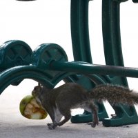 что упало, то пропало :: Таня Фиалка