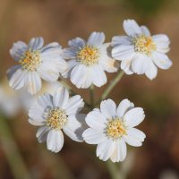 Белые. :: Оля Богданович