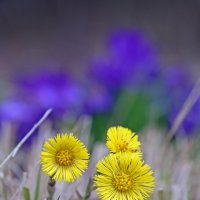 мать и мачеха + крокусы в Музеоне 16 апреля :: Михаил Бибичков