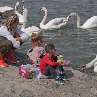 У воды с лебедями :: Александр Орлов