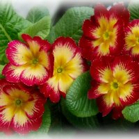 Яркая примула :: Елена Сухорученкова