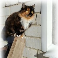 Трехцветная кошечка :: Елена Сухорученкова