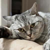 Вечерняя грусть :: Pippa 