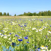 Васильки :: Pippa 