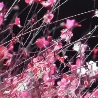 Цветы и Ветер :: Валерий Кокорев