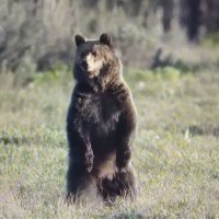 А кто это там ?!... :: Валерий Кокорев