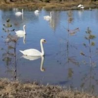 Лебеди,прилетели.... :: Георгиевич 