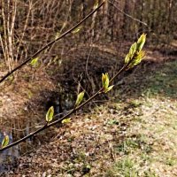 Первые листочки :: Veera V