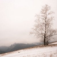 В плену осеннего тумана :: Сергей Герасимов