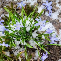 Холодный апрель :: Татьяна Лютаева