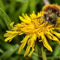 Хрустик лисичка на лисичке :: Мариша Тим