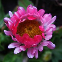 Растрёпка :: Людмила Смородинская