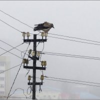 Понаплели тут :: Сеня Белгородский