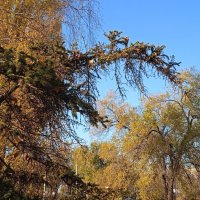 прекрасный октябрь :: Елена Шаламова