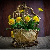 ОДУВАНЧИКИ. :: Александр Дмитриев