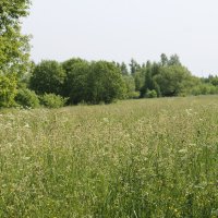 ПРИРОДА ИЮНЬСКОГО ДНЯ... :: Валентина 