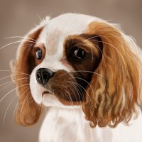 Кавалер-кинг-чарльз-спаниель :: Наталия Львова