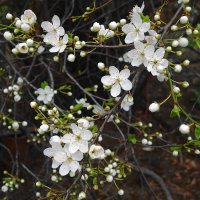 Апрельское цветение :: Рита Симонова