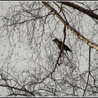 *** :: Aleksandr Gal