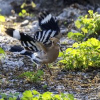 Удод. :: Alexander Amromin