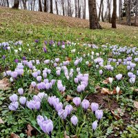 Крокусовый апрель-2026 :: Лия ☼