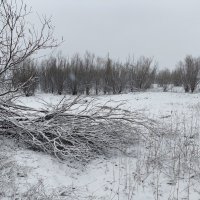 Снегопад :: Anna Ivanova