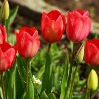 Цветут тюльпаны :: Юрий. Шмаков