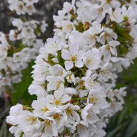 Гирлянда цветов :: Татьяна Пальчикова