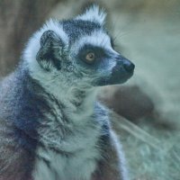 Кошачий лемур :: Александр Леонов