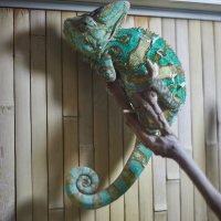 Йеменский Хамелеон :: Александр Леонов