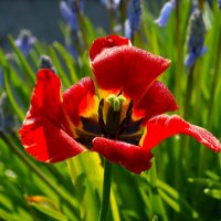 Последний танец тюльпана :: Юрий. Шмаков